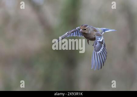 Chaffinch eurasien [ Fringilla coelebs ] oiseau femelle en vol Banque D'Images