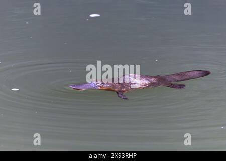 ornithorynque se nourrissant dans la rivière brisée du parc national d'eungella dans le queensland, australie Banque D'Images