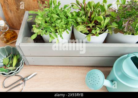 Une collection d'herbes vertes luxuriantes prospère dans des pots blancs individuels placés dans une élégante boîte en bois gris sur un comptoir de cuisine. Banque D'Images