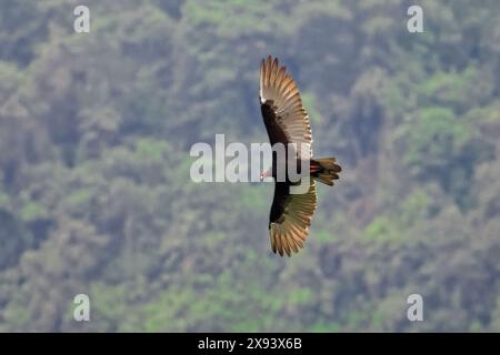 vautours dinde volant au-dessus de la forêt tropicale. Vautour volant au-dessus d'une forêt. Les aigles de Vinales survolant la vallée par temps nuageux Banque D'Images