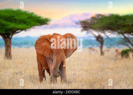 Un éléphant se tient debout dans un champ herbeux, entouré d'arbres imposants en arrière-plan. L'éléphant est majestueux et massif Banque D'Images