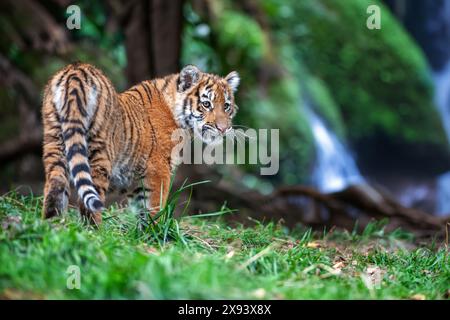 Petit tigre dans la nature. Bébé animal dans l'herbe verte sur fond de cascade. Chat sauvage dans l'habitat naturel Banque D'Images