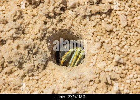 Un crabe fantôme à cornes (Ocypode ceratophtalmus) caché dans son trou sur une plage de sable du Mozambique. Banque D'Images