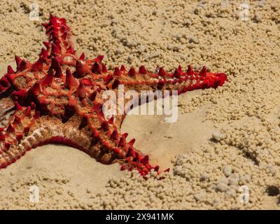 Une étoile de mer à bouton rouge (protoreaster linckii) s’est échouée sur une plage au Mozambique, entourée par les palettes rondes de crabes soldats. Banque D'Images