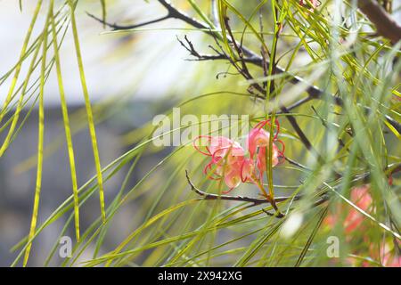 Branches de la plante Grevillea johnsonii pendant la floraison. Printemps dans le sud : gros plan sur la fleur d'araignée du Bush exotique. Banque D'Images