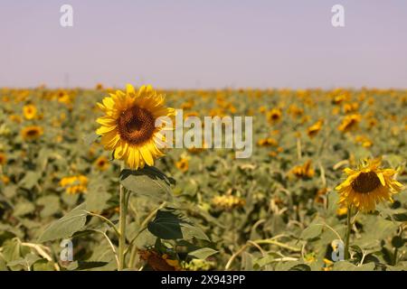 Tournesols fleuris dans le champ. Village d'Ivanovka. Azerbaïdjan. Banque D'Images