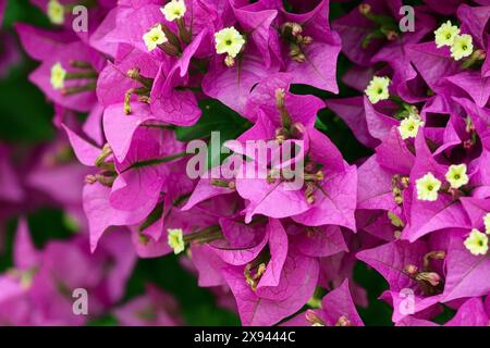 Photographie rapprochée de fleurs grimpantes de bougainvilliers. Fond d'été de fleurs violettes vives. Banque D'Images