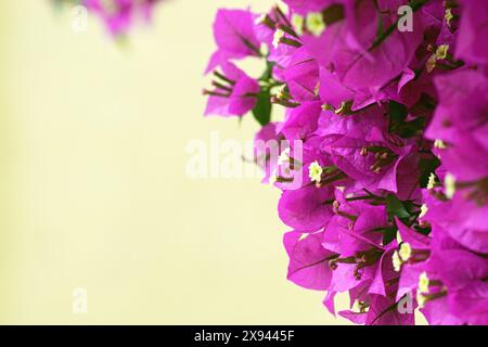 Fleurs de bougainvilliers violets vifs à côté d'un fond jaune. L'été dans une ville du sud. Banque D'Images