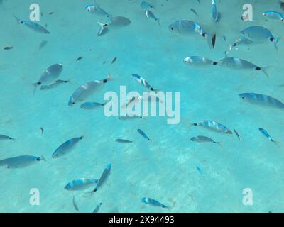 École de dorade de mer sellée (Oblada melanura), également appelée dorade de selle ou oblade. Un poisson alimentaire important dans la mer Méditerranée au-dessus de l'eau bleue retour Banque D'Images