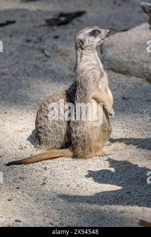 Suricat attentif debout sur le sol au zoo, tourné dans la lumière du printemps à Stuttgart, Allemagne Banque D'Images
