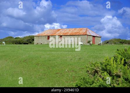 Birling Gap, Royaume-Uni - 10 septembre 2022 : structure de grange construite en pierre dans le champ avec de l'herbe de pâturage de moutons au premier plan Banque D'Images