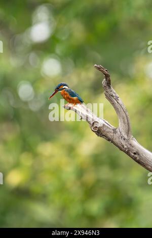 Kingfisher aux oreilles bleues Banque D'Images