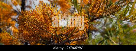 Panorama de fleurs de chêne soyeux (Grevillea robusta) dans un parc en Espagne en été Banque D'Images