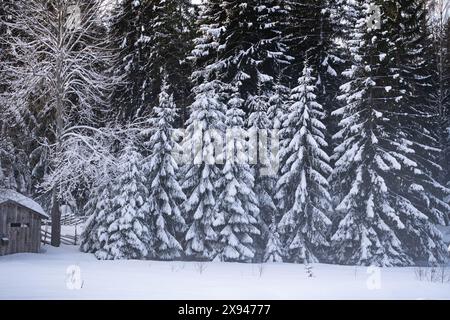 Forêt enneigée avec de grands arbres, mettant en valeur le calme et la tranquillité d'un paysage hivernal. Banque D'Images