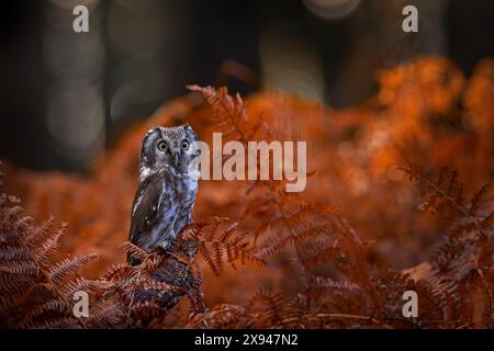 Nature d'automne, hibou dans la croissance de fougères orange. Faune de la forêt d'automne. Hibou, portrait détaillé d'oiseau dans l'habitat naturel, Allemagne. Oiseau caché dans l'orang Banque D'Images