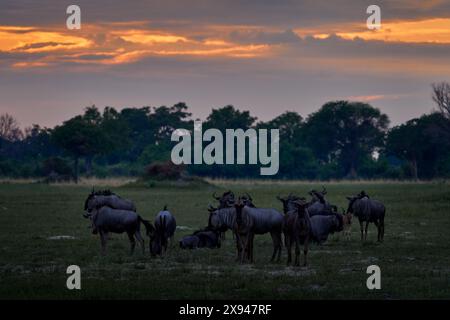 Gnous bleu, Connochaetes taurinus, dans le pré, grand animal dans l'habitat naturel, Botswana, Afrique. Troupeau de GNU, lumière du soir dans la savane befo Banque D'Images