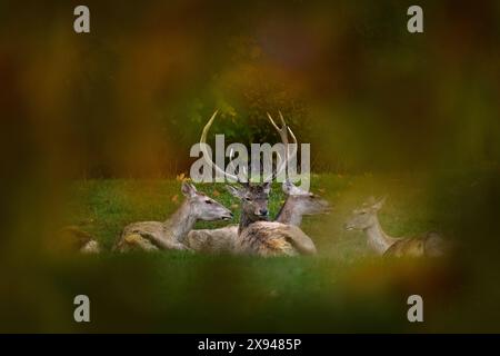 Cerf de Bactriane, Cervus yarkandensis Bactrianus sous-espèce de plaine d'Asie centrale. Gros animal à bois couché sur la prairie d'herbe verte. Boukhara wapiti de Banque D'Images