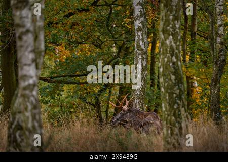 Wapitis eurasiens d'automne, Alces alces dans la forêt sombre pendant les jours de pluie. Bel animal dans l'habitat naturel. Scène animalière de Suède. Moose sur le Banque D'Images