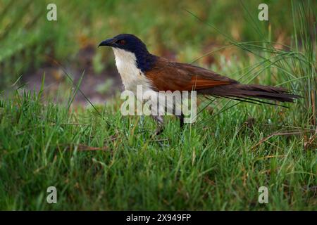 Coucal à queue copéry, Centropus cupreicaudus, espèce de couckoo de la famille des Cuculidae, assis dans l'herbe en nature sauvage. Coucal de gros oiseaux dans le Banque D'Images