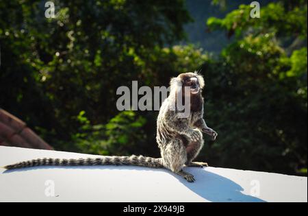 Un Marmoset à tufté blanc (Callithrix jacchus) assis sous la lumière du soleil - Rio de Janeiro, Brésil Banque D'Images