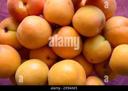 Vue de dessus d'abricots biologiques fraîchement cueillis empilés les uns sur les autres Banque D'Images