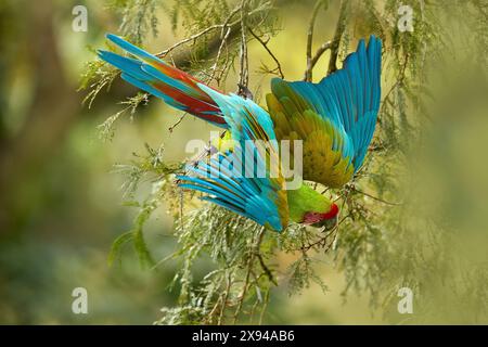 Faune Costa Rica, perroquet d'aras vert. ARA ambigua mouche, perroquet vert Grande-macaron vert sur l'arbre. Oiseau rare sauvage dans l'habitat naturel, vol dans le Banque D'Images