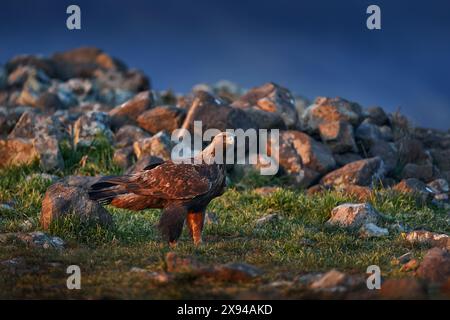 Faune dans les Balkans. Aigle doré, marchant entre la pierre, montagne Rhodopes, Bulgarie. Aigle, lumière du soir, oiseau de proie brun avec grande envergure. C Banque D'Images