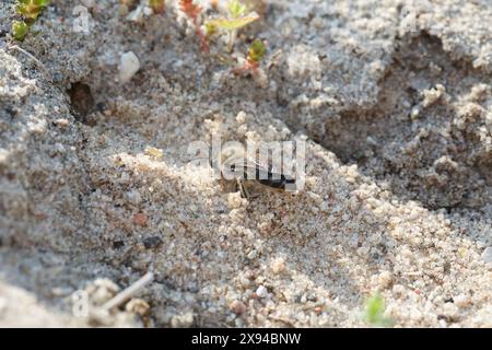 Frühlings-Seidenbiene, Weibchen an Niströhre im Sand, Nest, Weiden-Seidenbiene, Seidenbiene, Seidenbienen, Colletes cunicularius, Spring Colletes, ver Banque D'Images