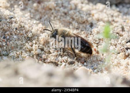 Frühlings-Seidenbiene, Weibchen an Niströhre im Sand, Nest, Weiden-Seidenbiene, Seidenbiene, Seidenbienen, Colletes cunicularius, Spring Colletes, ver Banque D'Images