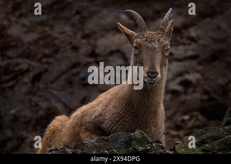 Jeune tur du Caucase occidental, Capra caucasica, assis sur le rocher, animal en voie de disparition dans l'habitat naturel, montagnes du Caucase, description de l'aire de répartition Géorgie Banque D'Images