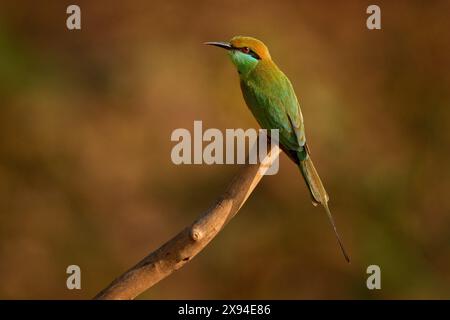 Petit mangeur d'abeilles vertes, Merops orientalis, oiseau rare vert et jaune exotique d'Inde. Bel oiseau de Kabini Nagarhole NP en Inde. Vert bleu Banque D'Images