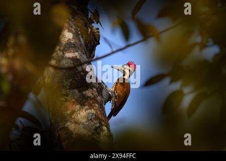 Pic-bois de crête rouge sur l'arbre dans l'habitat naturel. Flameback à grondement noir, Dinopium benghalense, tronc d'arbre avec ciel bleu, Kabini Nagarhole en Inde. Banque D'Images