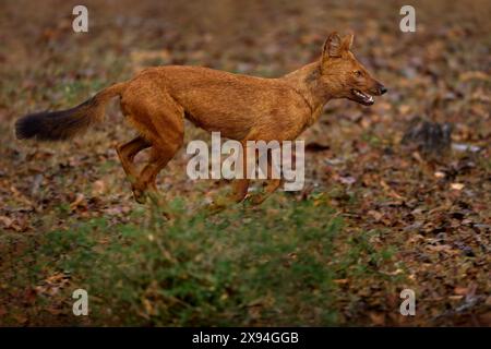 Dhole courir dans la forêt. Dhole, Cuon alpinus, dans l'habitat naturel, chiens sauvages de Kabini Nagarhole NP en Inde, Asie. Dhole, nature sauvage. An Banque D'Images