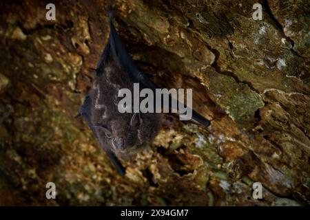 Chauve-souris proboscis, Rhynchonycteris naso, sur le tronc d'arbre dans la forêt tropicale, Braulio Carrillo NP au Costa Rica. Animal dans la jungle. Nature faune. Banque D'Images