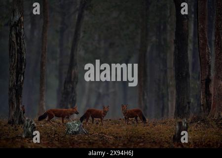 Dhole pack dans la forêt sombre de grands arbres. Dhole, Cuon alpinus, dans l'habitat naturel, chiens sauvages de Kabini Nagarhole NP en Inde, Asie. Dhole, faune Banque D'Images