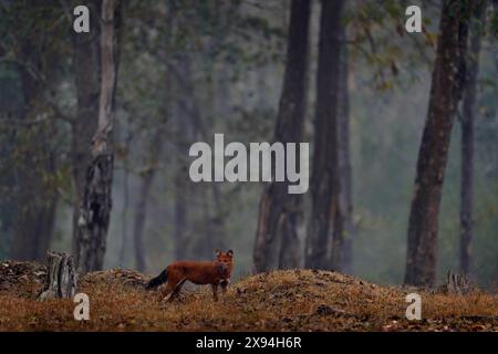 Dhole dans la forêt sombre de grands arbres. Dhole, Cuon alpinus, dans l'habitat naturel, chiens sauvages de Kabini Nagarhole NP en Inde, Asie. Dhole, natu de la faune Banque D'Images