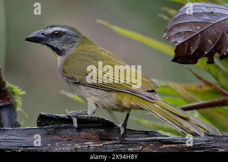 Saltator (Saltator maximus), oiseau de la famille des tanagers Thraupidae. Il se reproduit du sud-est du Mexique à l'ouest de l'Équateur et au nord-est Banque D'Images