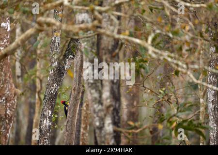 Trouvez le pic-bois. Pic à ventre blanc, Dryocopus javensis, grand oiseau noir avec crête rouge dans l'habitat naturel. Pic-bois sur le tronc d'arbre i Banque D'Images