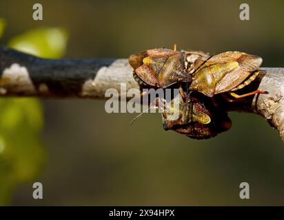 Insecte bouclier Carpocoris purpureipennis sur une branche au printemps Banque D'Images