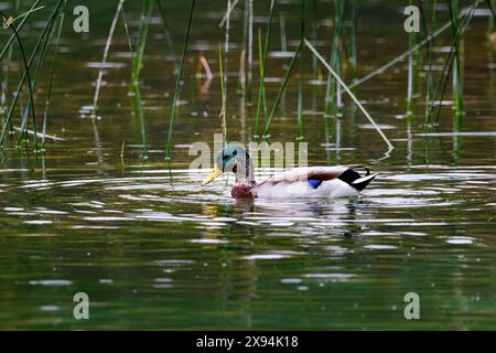 vrai canard dans les lagunes de ruidera Banque D'Images
