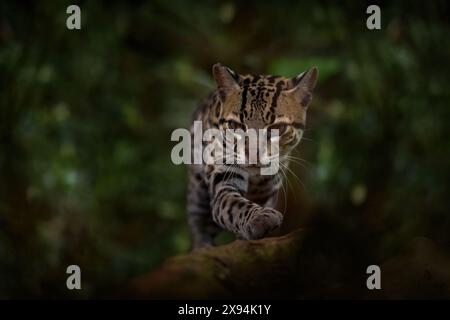 CostaRica faune, ocelot. Margay, gentil chat, assis sur la branche dans la forêt tropicale verte. Détail portrait chat ocelot, Leopardus wiedii, in tro Banque D'Images