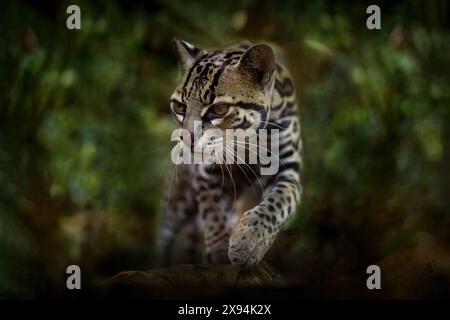 Margay, gentil chat, assis sur la branche dans la forêt tropicale verte. Détail portrait chat ocelot, Leopardus wiedii, dans la forêt tropicale. Animal dans le Banque D'Images