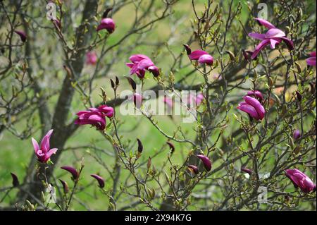 Magnolia fleurit au printemps. Fleurs multiples sur des brindilles. Banque D'Images