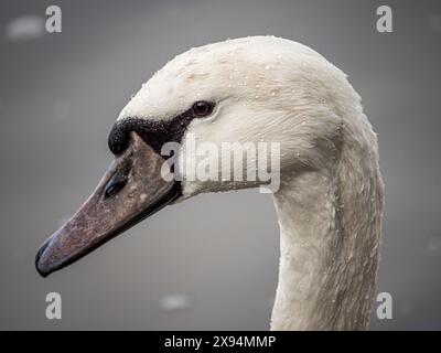 Portrait de Swan Banque D'Images