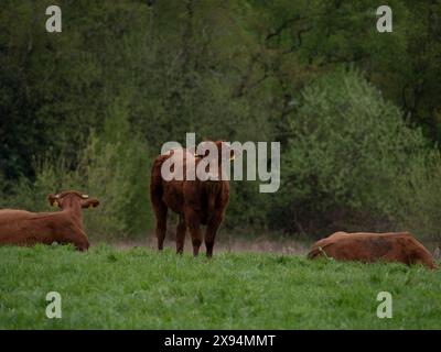 Vache dans le champ Banque D'Images