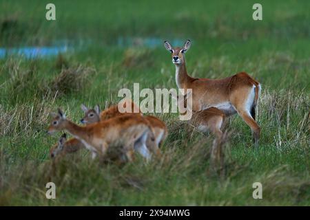 Lechwe dans l'herbe, delta de l'Okavango au Botswana, Afrique. Nature sauvage. Lechwe rouge, Kobus leche, grande antilope trouvée dans les zones humides du centre-sud de l'AFR Banque D'Images