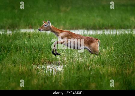 Lechwe saute dans l'herbe d'eau, delta de l'Okavango au Botswana, Afrique. Nature sauvage. Lechwe rouge, Kobus leche, grosse antilope trouvée dans les zones humides du sud- Banque D'Images