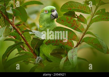 Costa Rica faune. Perroquet à nappes jaunes, Amazona auropalliata, portrait de perroquet vert clair du Costa Rica. Portrait détaillé en gros plan d'oiseau. Sauvage Banque D'Images