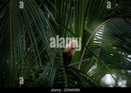 Costa Rica faune. Capucin à tête blanche, Cebus capucinus, singes noirs assis sur la branche de palmier dans la forêt tropicale sombre, animaux dans le Banque D'Images