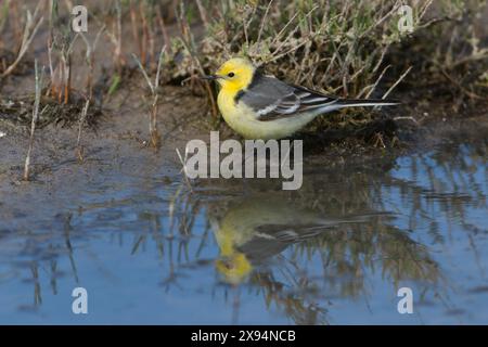 Citrine Wagtail (Motacilla citreola) mâle Lesvos Lesbos Grèce GR avril 2011 Banque D'Images